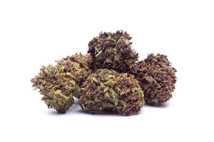 Marijuana flowers isolated on white background photo