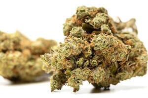 Marijuana flowers isolated on white background photo