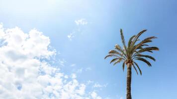 Palm tree on the background of a blue sunny sky with copy space. Summer background. photo