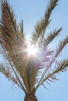 Palm tree on the background of a blue sunny sky photo