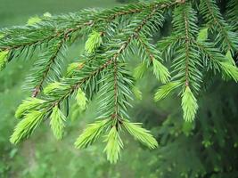 Fur tree branches with young runaways photo