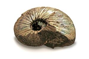 Fossilized ammonite on white background photo