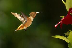 Rufous Hummingbird Enjoying the Red Mandevilla. photo