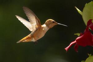 Rufous Hummingbird Enjoying the Red Mandevilla. photo