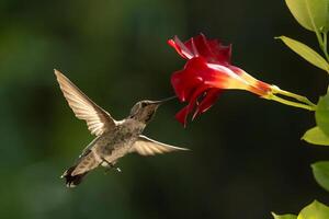 Annas hummingbird - Calypte Anna - Enjoying the Red Mandevilla. photo