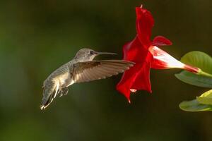 Annas hummingbird - Calypte Anna - Enjoying the Red Mandevilla. photo