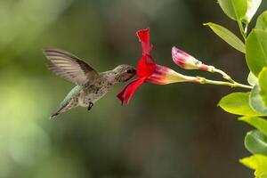 Annas hummingbird - Calypte Anna - Enjoying the Red Mandevilla. photo