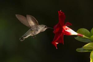 Annas hummingbird - Calypte Anna - Enjoying the Red Mandevilla. photo