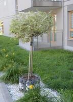 Decorative willow in a modern courtyard of an apartment building. photo