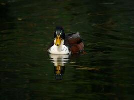 A Mallard Duck drake Anas platyrhynchos with its reflection swim in a lake in Turkenschanzpark in Vienna photo
