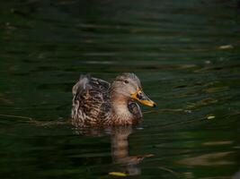 A Mallard Duck with its reflection swims in a lake in Turkenschanzpark in Vienna photo