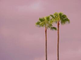 Two Washingtonia Robusta palm trees at the background of the pink sunset sky. Wallpaper background photo