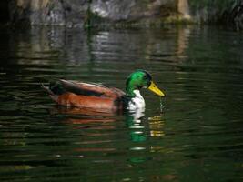 A Mallard Duck drake Anas platyrhynchos with its reflection swim in a lake in Turkenschanzpark in Vienna photo