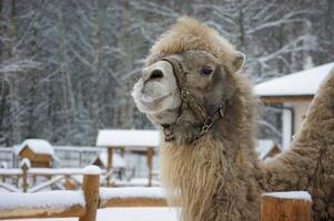 A camel on a farm in winter in snowfall photo
