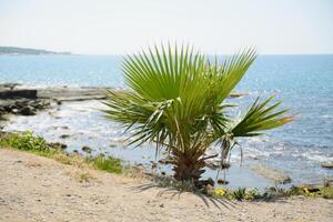 A small palm tree growing on the seashore photo