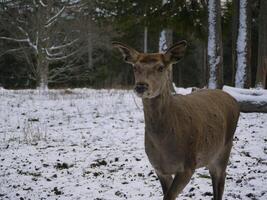 A deer in a snowy winter forest photo
