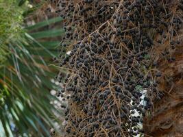 Close up of seeds of Copernicia Alba palm tree photo