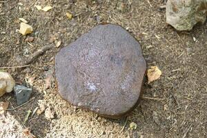 Beautiful stones in the forest. Unusual finds of the Stone Age. A collection of cobbles. photo