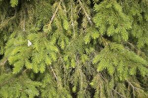 Coniferous tree. Pine tree in summer. Young tree. Garden pine. photo