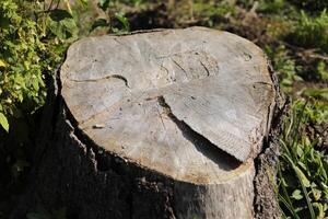 A stump in the woods. A cut tree. Cutting down the forest. photo