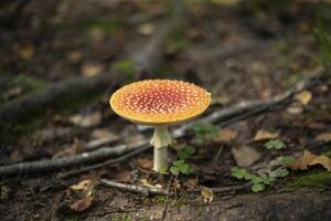 A fly agaric in the forest. Red fly agaric in autumn in the forest. Mushroom causing an alteration of consciousness. photo