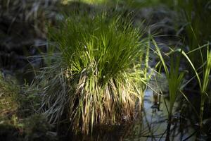 Plants in the forest. Nature in summer. Forest thicket. photo