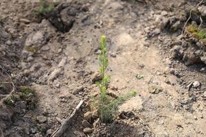 Tree planting. Spruce seedling in the ground. Planting a forest. Reclamation of resources. photo