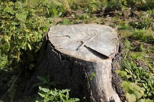 A cut tree. A stump from a tree. An old trunk. photo