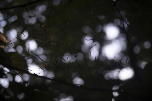 A small spider in a web. Spider web in the forest. Blurred background with insect. photo