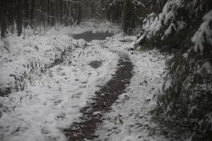 Path through the snow in the forest. Path in the first snow. Wilderness in winter. photo