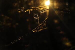 The light of the sun in the forest. Sunset rays of light. Beautiful nature. photo