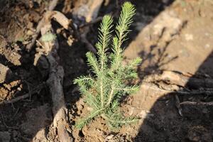 Tree planting. Spruce seedling in the ground. Planting a forest. Reclamation of resources. photo