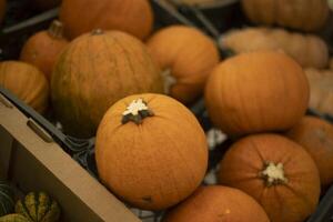 Pumpkin in the market. Sale of pumpkin in boxes. Autumn harvest. photo
