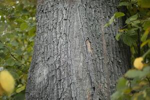 Tree trunk in the forest. Oak in summer. Oak bark. photo