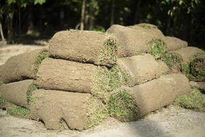 Grass for lawn. Grass carpet. Replacing soil in the park. photo