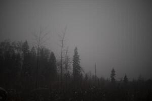 Forest in the fog. Dark forest and gray sky. Overcast weather. photo