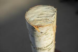 Birch log. Log for felling. Firewood. photo