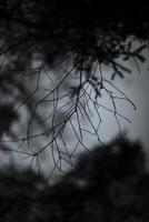 Spruce branch. Spruce branch silhouette. Tree in the evening. photo