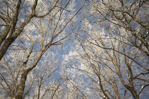 Forest in frost. Trees in the snow. Sunny day in winter. photo