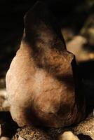 Stones in the sunlight. Ancient rocks standing in a forest. Sedimentary rocks. photo