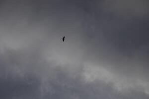 A black raven flies against the background of a gray sky. Bird in the sky. photo