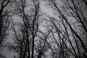 Gray sky in the forest. Gloomy weather in autumn. Dark forest. photo