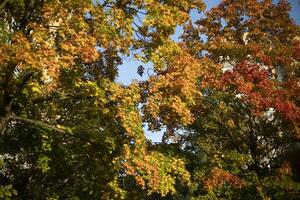 Autumn trees in sunlight. Autumn colors in nature. photo