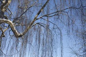 Birch in winter. Tree in winter. Russian birch in the frost. photo