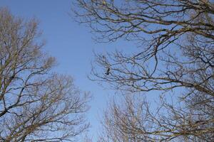 A bird flies through a tree. Tree in winter. Blue sky on a frosty day. photo