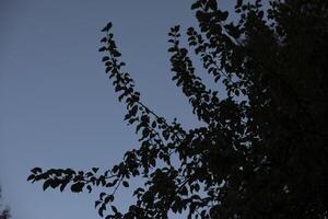 Tree branches against the background of the evening sky. Details of nature. photo