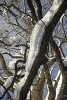 Snow on the branches. Winter in the forest. Oak in the snow. photo