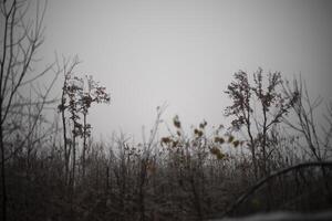 Forest in autumn. The first frost in the forest. Trees on a cold day. photo