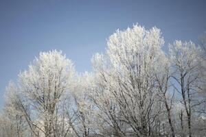 Forest in frost. Trees in the snow. Sunny day in winter. photo