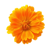 Marigold flower isolate on transparency background png
